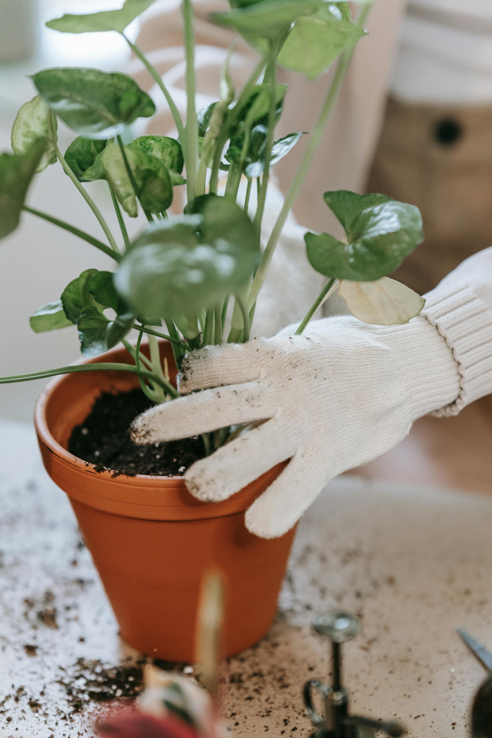 Gardening close-up with gloved hands planting in a clay pot.